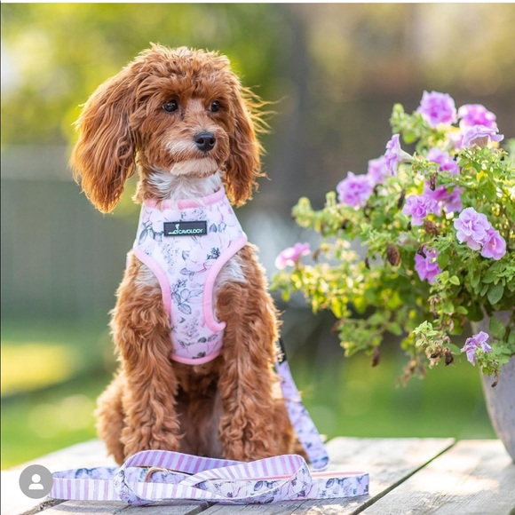 Cavology Reversible harness and leash - Picture 2 of 5